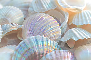Many Seashells Close Up on Beach