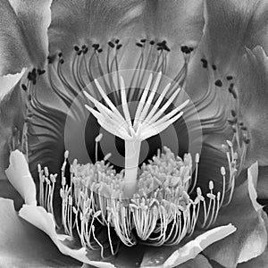 Many Shapes in Detail Black and White Cactus Flower