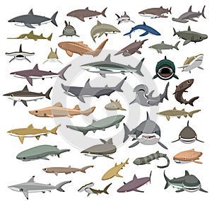 Many Sharks Species of the World Cute Cartoon Vector