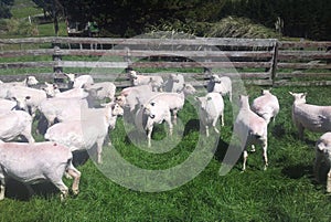 Many sheared sheeps on a meadow in a fence in New Zealand