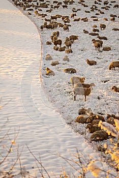 Many sheep on the snowy pasture