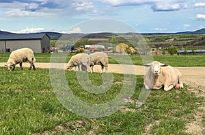 Many sheep standing and eating on green grass