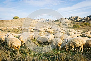 Many sheep in Vashlovani