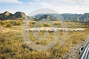 Many sheep in Vashlovani