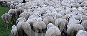 many sheep in winter during the transhumance