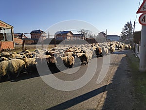 Many sheeps travel on road through village, usually used by cars