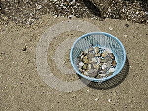 Many shell in basket