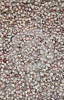 Many shell carcass on the wall