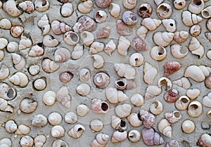 Many shell carcass on the wall