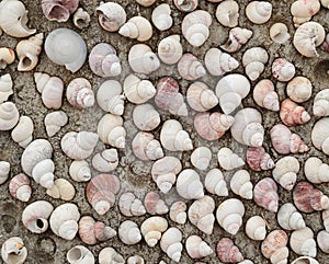 Many shell carcass on the wall