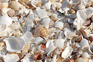 many shells brought by the waves