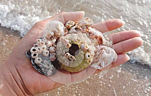 Many shells collected on the beachPattaya