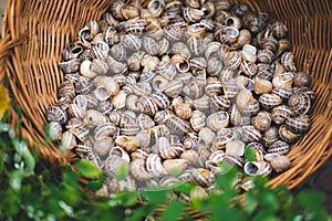 Many shells from edible snails.