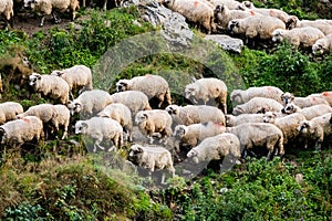 Many shheps in mountains
