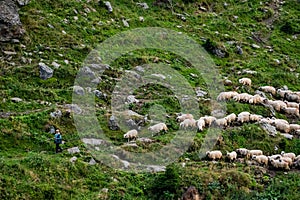 Many shheps in mountains