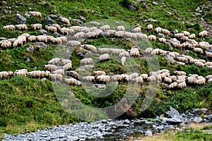Many shheps in mountains