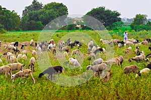 So many ships and goats in the garden