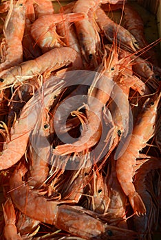 Many shrimp langoustina