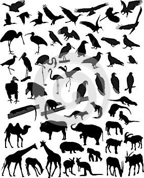 Mnoho zvieratá 