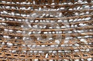 Many silk cocoons on bamboo racks