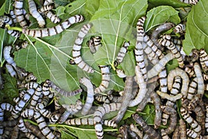 Many silkworms texture eating mulberry leaves