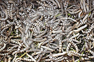 Many silkworms texture eating mulberry leaves