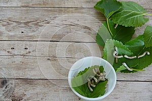 many silkworms to care for at home with mulberry leaves sericulture photo
