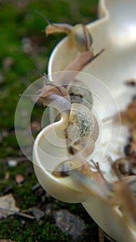 Many slugs caught in the garden