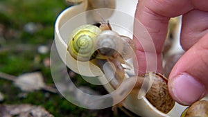 Many slugs caught in the garden