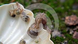 Many slugs caught in the garden