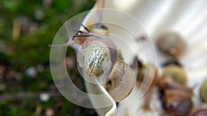 Many slugs caught in the garden