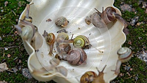 Many slugs caught in the garden