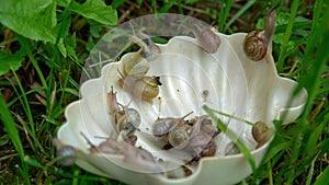 Many slugs caught in the garden