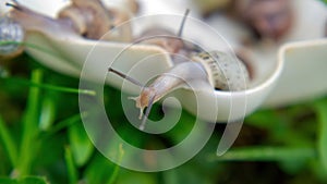 Many slugs caught in the garden