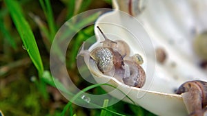 Many slugs caught in the garden