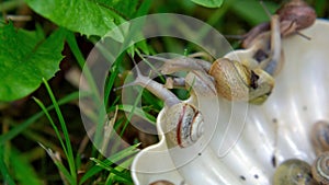 Many slugs caught in the garden