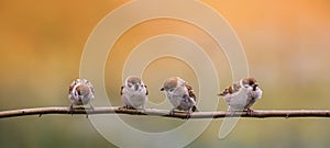 Many small birds sparrows sitting on a branch in the warm sun, summer garden