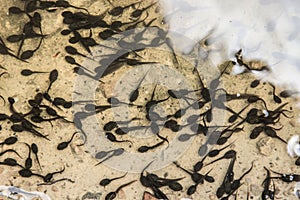 Many small black tadpoles future frogs in the water