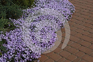 Many small blue lilac flowers with ornamental plants