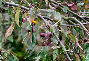 Many small burgundy apples on the branches of an apple tree on a sunny day in autumn