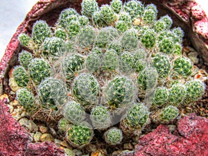 Many small cacti with tiny needles, green in color