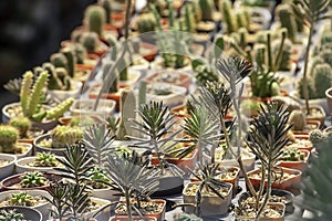 Many Small Cactus For decorative plant on table