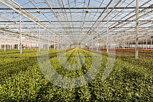 Many small chrysanthemum plants in a very big chrysanthemum nursery