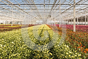 Many small chrysanthemum plants in a very big chrysanthemum nursery