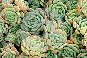 Many small clusters of succulent leaves