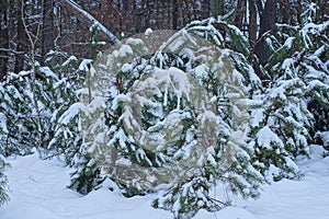 Many small coniferous green pine trees in white snow