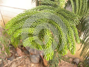 Many small coniferous leaves of Fir plant