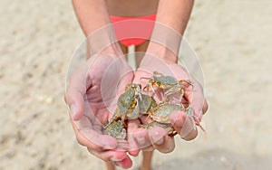 Many small crabs caught in the sea in the hands of a girl on the beach. Close-up.