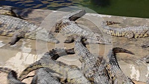 Many small crocodiles bask in the sun, climb each other and gnaw bones.