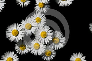 Many small daisies are photographed from above. The background is black. The flowers grow close together but are not arranged